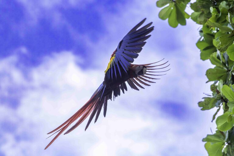 ALERTAN SOBRE RIESGOS DE PROYECTO QUE LEGALIZARÍA EL CAUTIVERIO DE LAPAS