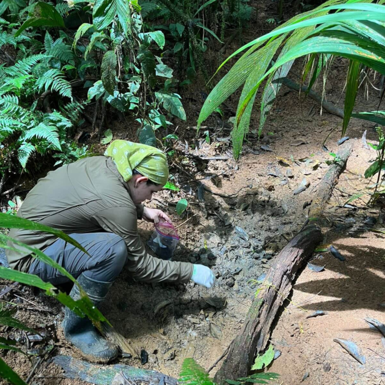 DANTAS ALIADAS EN LA REGENERACIÓN DEL BOSQUE EN SARAPIQUÍ