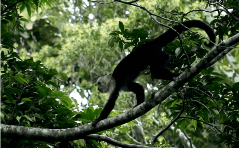 ENFERMEDADES DESATENDIDAS REPRESENTAN RIESGO SANITARIO EN COSTA RICA, ADVIERTEN ESPECIALISTAS