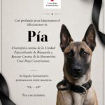 CRUZ ROJA DESPIDE A PÍA, INTEGRANTE DE SU UNIDAD DE BÚSQUEDA Y RESCATE CANINO