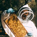 GUANACASTE IMPULSA LABORATORIO GENÉTICO DE ABEJAS PARA ENFRENTAR EL CAMBIO CLIMÁTICO