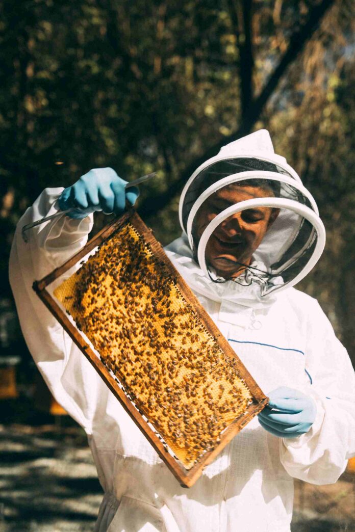 abejas Reserva Conchal