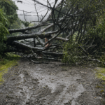 ÁRBOL CAE SOBRE EL TENDIDO ELÉCTRICO EN SAN RAFAEL DE HEREDIA