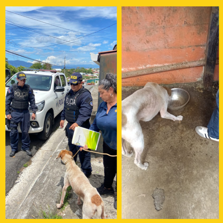 OFICINA DE BIENESTAR ANIMAL INTERVIENE EN CASO DE APARENTE ABANDONO DE PERRO