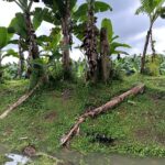 SECTOR BANANERO ACTIVA MEDIDAS PARA PROTEGER CULTIVOS ANTE IMPACTO DEL FENÓMENO EL NIÑO