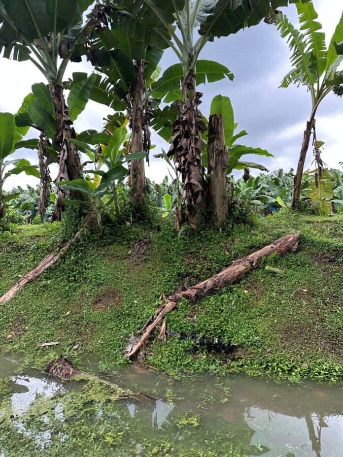 Plantación banano resized