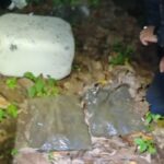 FUERZA PÚBLICA Y SINAC LOCALIZAN APARENTE MARIHUANA EN EL PARQUE NACIONAL CORCOVADO