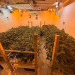 OIJ DESARTICULA APARENTE CENTRO DE CULTIVO Y VENTA DE MARIHUANA EN ALAJUELA