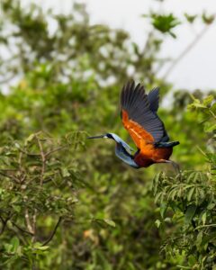 Fotos de aves cortesía de Juan Paul Montanaro