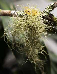 Ramalina. Fotografía: Loengrin Umaña T. MNCR