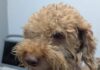 EVITAN VENTA DE PERRITO EN GUARARÍ Este es el perrito que pretendían vender en Guararí