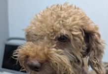 EVITAN VENTA DE PERRITO EN GUARARÍ Este es el perrito que pretendían vender en Guararí
