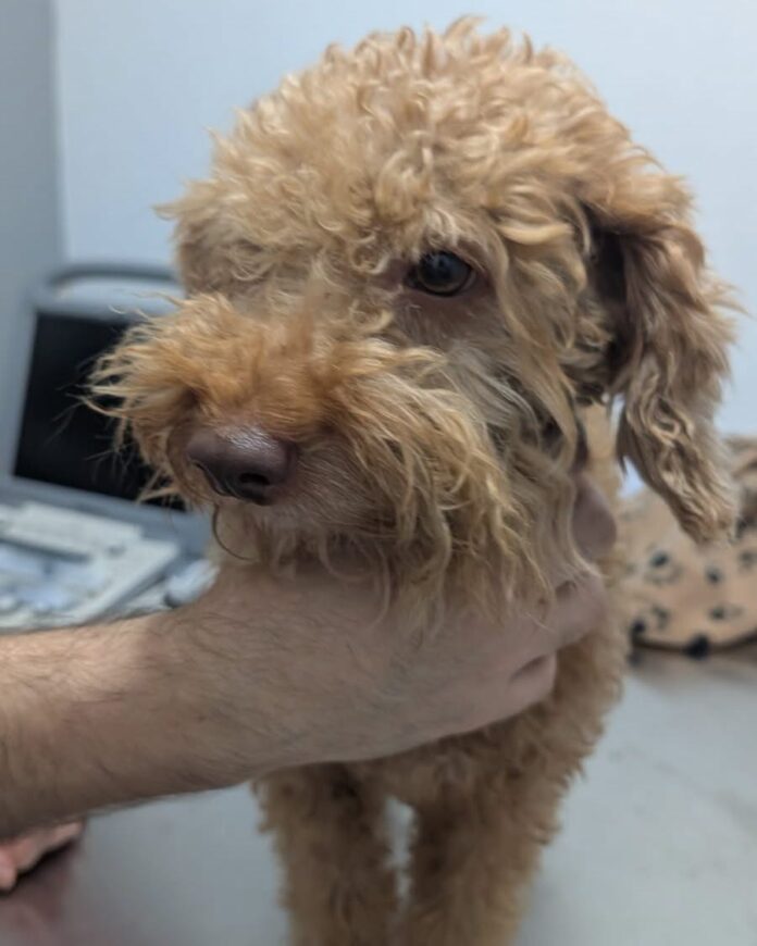 759390991_1602397678243899_3676391219182292655_n Este es el perrito que pretendían vender en Guararí
