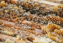 MIEL COSTARRICENSE GANA MEDALLA DE ORO EN LOS LONDON HONEY AWARDS 2026