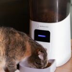 GUARDAR MAL LAS CROQUETAS PUEDE ENFERMAR A PERROS Y GATOS