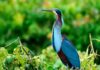 UNAS MIL GARZAS AGAMÍ ENCUENTRAN REFUGIO EN GUATUSO