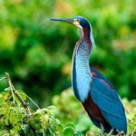 UNAS MIL GARZAS AGAMÍ ENCUENTRAN REFUGIO EN GUATUSO