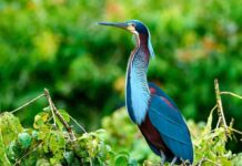 UNAS MIL GARZAS AGAMÍ ENCUENTRAN REFUGIO EN GUATUSO