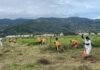 PRIVADOS DE LIBERTAD DAN MANTENIMIENTO A TERRENOS DEL FUTURO HOSPITAL DE CARTAGO