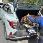 DETIENEN A MUJER CON MÁS DE ₡7 MILLONES EN EFECTIVO PORQUE CARRO OLÍA A DROGA