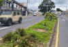 DESTRUYEN ÁRBOLES SEMBRADOS PARA RECUPERAR LA ENTRADA A HEREDIA