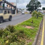 DESTRUYEN ÁRBOLES SEMBRADOS PARA RECUPERAR LA ENTRADA A HEREDIA