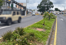 DESTRUYEN ÁRBOLES SEMBRADOS PARA RECUPERAR LA ENTRADA A HEREDIA