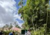 UN “BOSQUE PRESTADO” LLEGARÁ AL CENTRO DE SAN JOSÉ PARA CELEBRAR LA LLUVIA