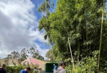 UN “BOSQUE PRESTADO” LLEGARÁ AL CENTRO DE SAN JOSÉ PARA CELEBRAR LA LLUVIA
