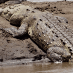 COCODRILOS PIERDE ESPACIO EN EL TÁRCOLES, SEGÚN ESTUDIO DE LA UNA