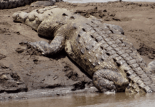 COCODRILOS PIERDE ESPACIO EN EL TÁRCOLES, SEGÚN ESTUDIO DE LA UNA
