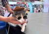 ADOPCIONES Y MASCOTAS DISFRAZADAS TOMARÁN OXÍGENO ESTE FIN DE SEMANA