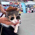 ADOPCIONES Y MASCOTAS DISFRAZADAS TOMARÁN OXÍGENO ESTE FIN DE SEMANA