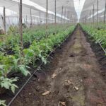 HEREDIA ARTICULA ESTRATEGIA PARA UNA PRODUCCIÓN HORTÍCOLA RESPONSABLE