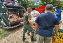 DECOMISAN Y DESTRUYEN 18.000 HUEVOS DE PROCEDENCIA NO ACREDITADA EN GOLFITO