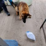 INTENTAN INGRESAR COCAÍNA COMO JABÓN EN POLVO A CÁRCEL DE PUNTARENAS