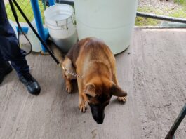 INTENTAN INGRESAR COCAÍNA COMO JABÓN EN POLVO A CÁRCEL DE PUNTARENAS